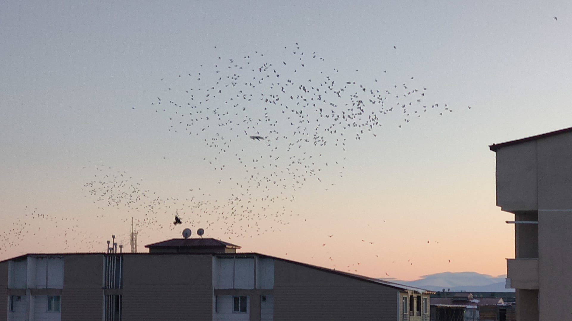 Kars'ta karga ve sığırcıkların dansı büyüledi
