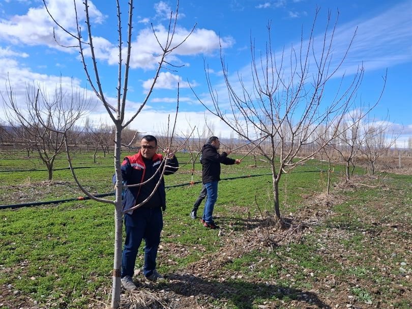 Iğdır’da çiftçilere uygulamalı meyve ağacı budama eğitimi