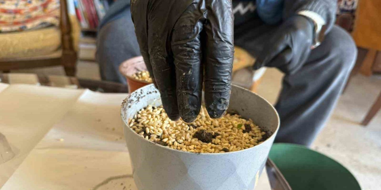 Iğdır’da Nevruz’un simgesi semeniler hazırlanmaya başlandı