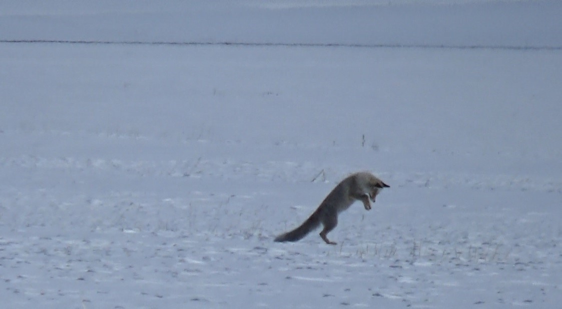 Kars’ta kızıl tilkinin kar altındaki avı kamerada