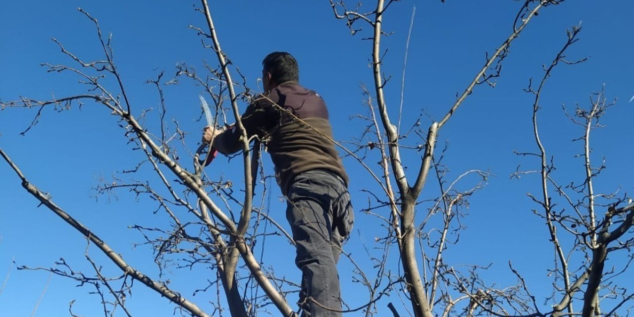 Erzincan çiftçisine ‘budama’ uyarısı