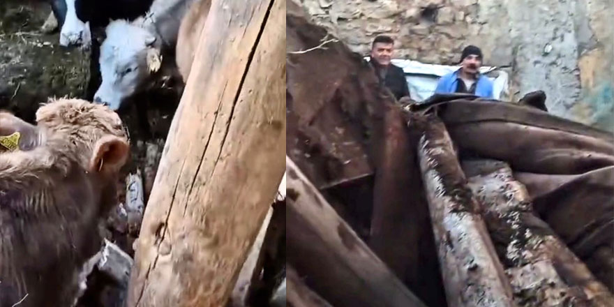 Yücelen köyünde ahır çöktü, çoban son anda kurtuldu