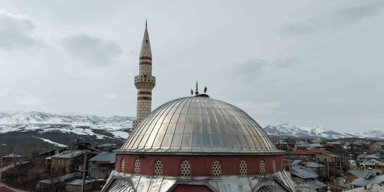 "Baharın habercisi" leylekler Muş Ovası’na gelmeye başladı