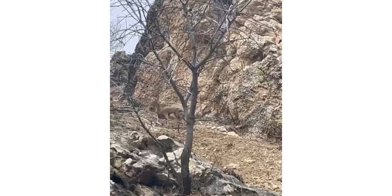 Elazığ’da 3 ayaklı yaban keçisi azmiyle şaşırttı