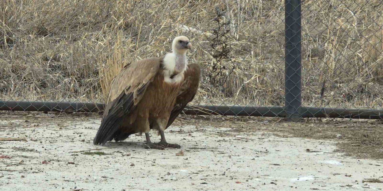 Tedavi edilen yaban kuşları özgürlüğe kanat çırpmaya hazır