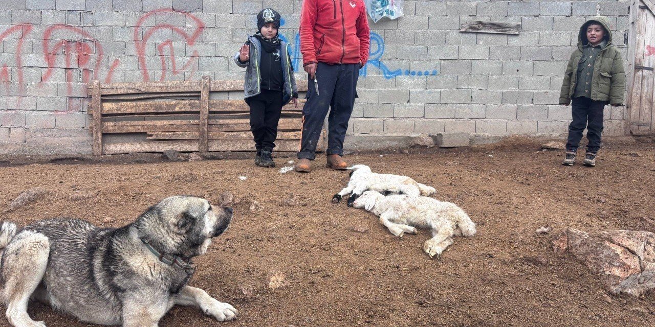 Kuzular belirti göstermeden bir anda telef oluyor