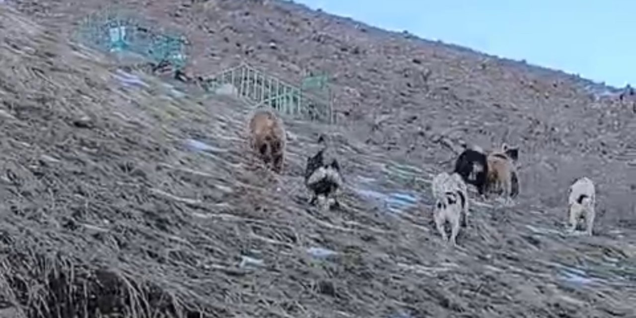 Yüksekova’da yerleşim yerine inen ayıları çoban köpekleri uzaklaştırdı