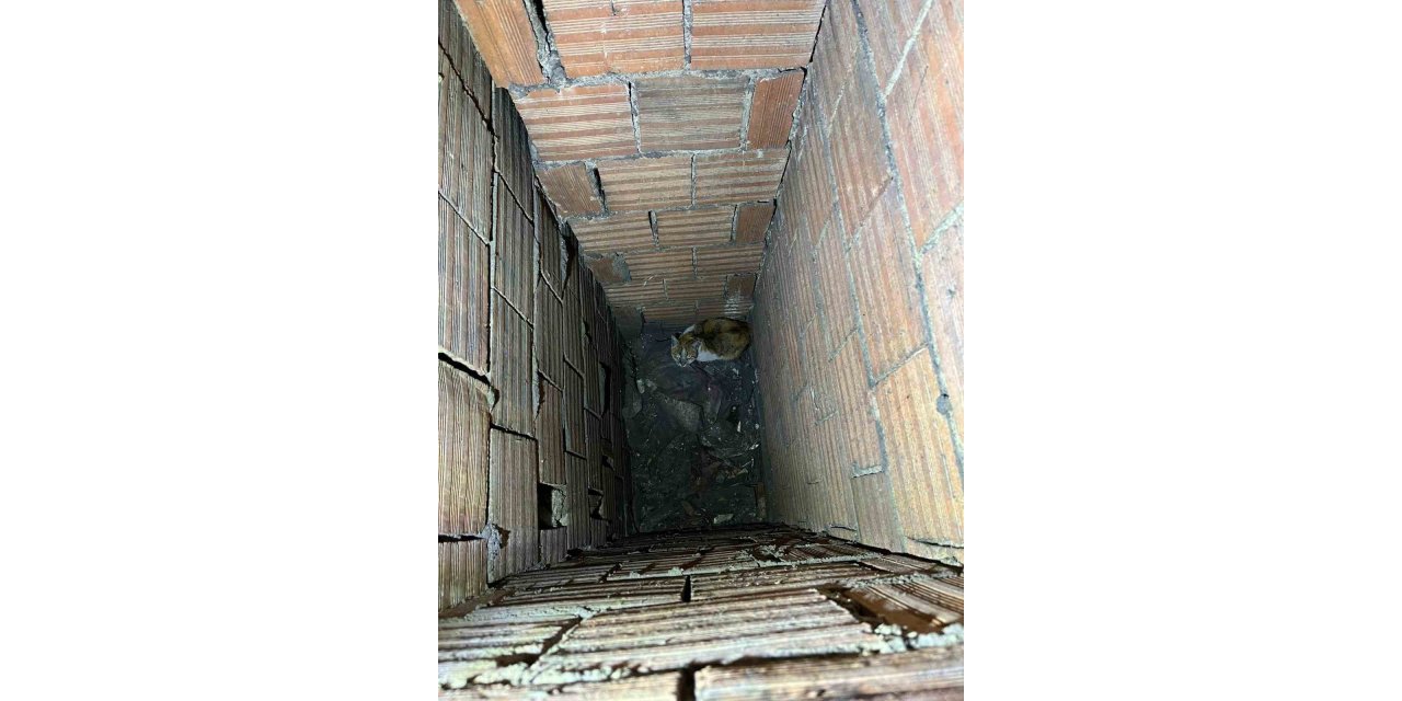 Havalandırma boşluğuna düşen kedi kurtarıldı