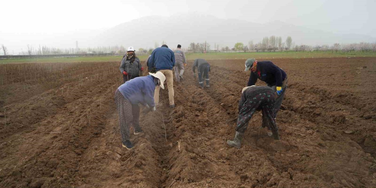 Erzincan bölgenin fidan ihtiyacını karşılıyor