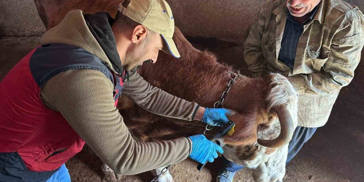 Tunceli’de şap aşılama kampanyası sürüyor