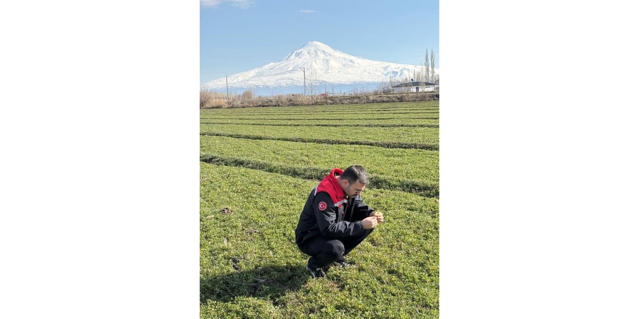 Iğdır’da yonca tarlalarında yonca hortumlu böceği ile mücadele