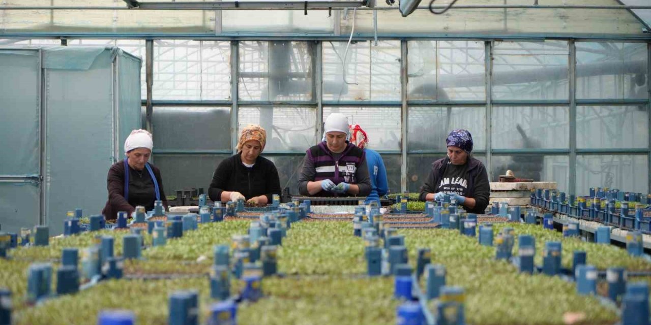 Milyonlarca sebze fidesi profesyonel ellerde üretiliyor