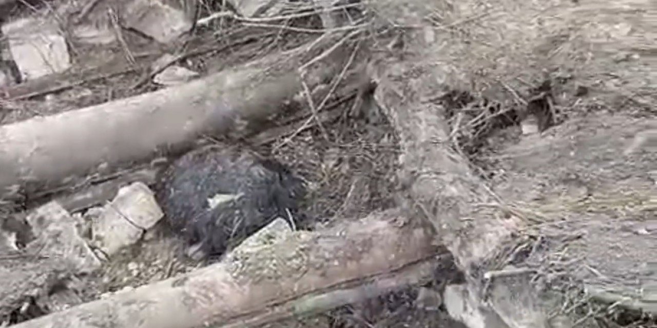 Başkale’de ahır çöktü: 20 küçükbaş hayvan göçük altında kaldı