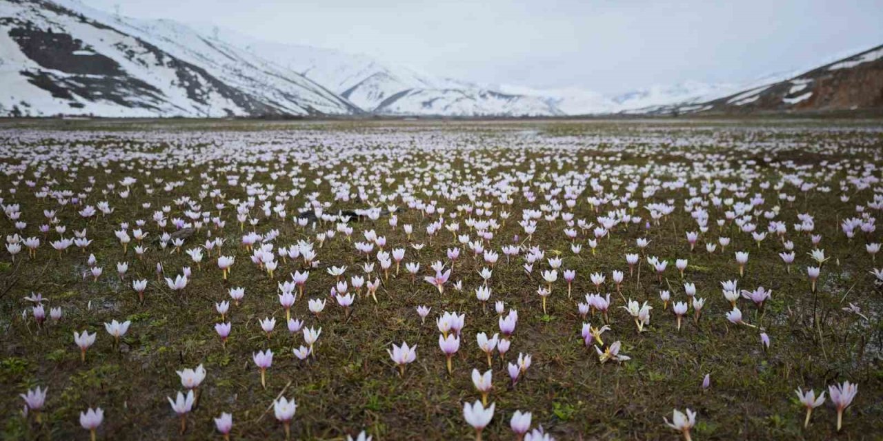 Güzeldere Vadisi bahar çiğdemleriyle süslendi