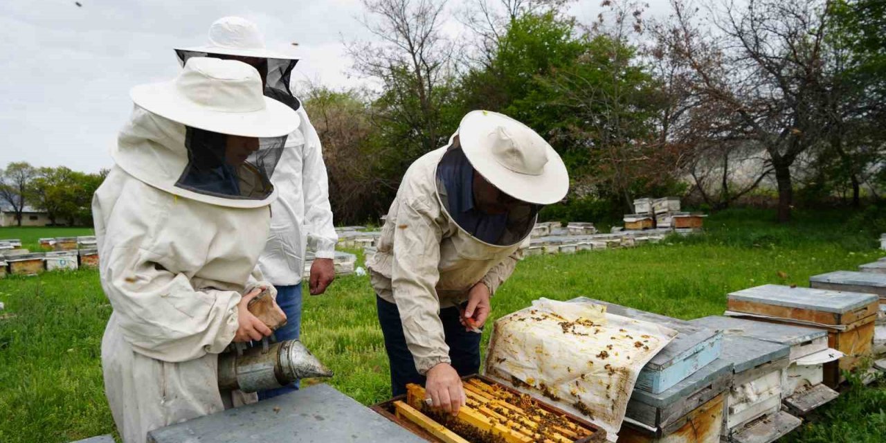 Kış uykusundan uyanan arılar Erzincan’da yeni sezona hazırlanıyor