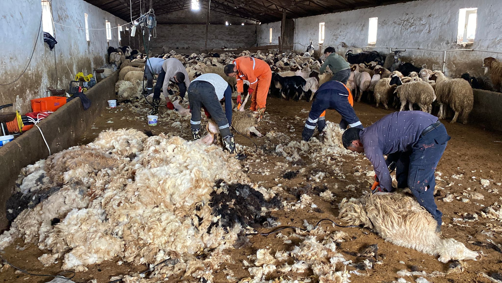 Kars’ta Koyun Kırkımı Başladı