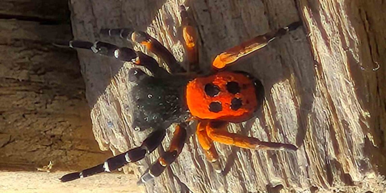Akdeniz ve Orta Asya’nın nadir türü Elazığ’da ortaya çıktı