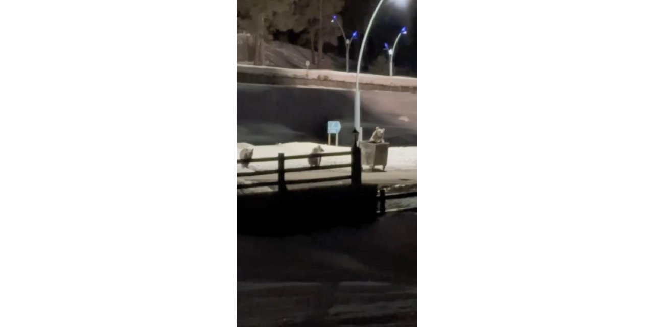 Kars’ta anne ayı ve yavrularının çöp konteynırı mesaisi kamerada