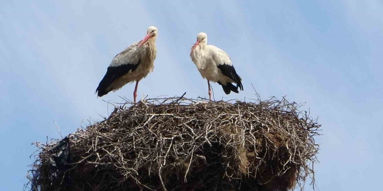 Hasköy’de leylekler aynı güzergahta 18 yuvayı doldurdu