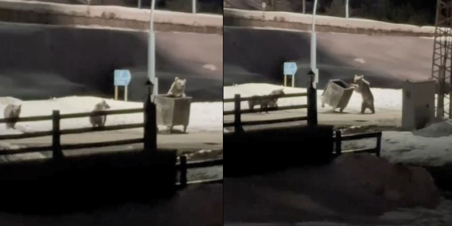 Kars’ta anne ayı ve yavrularının çöp konteynırı mesaisi kamerada
