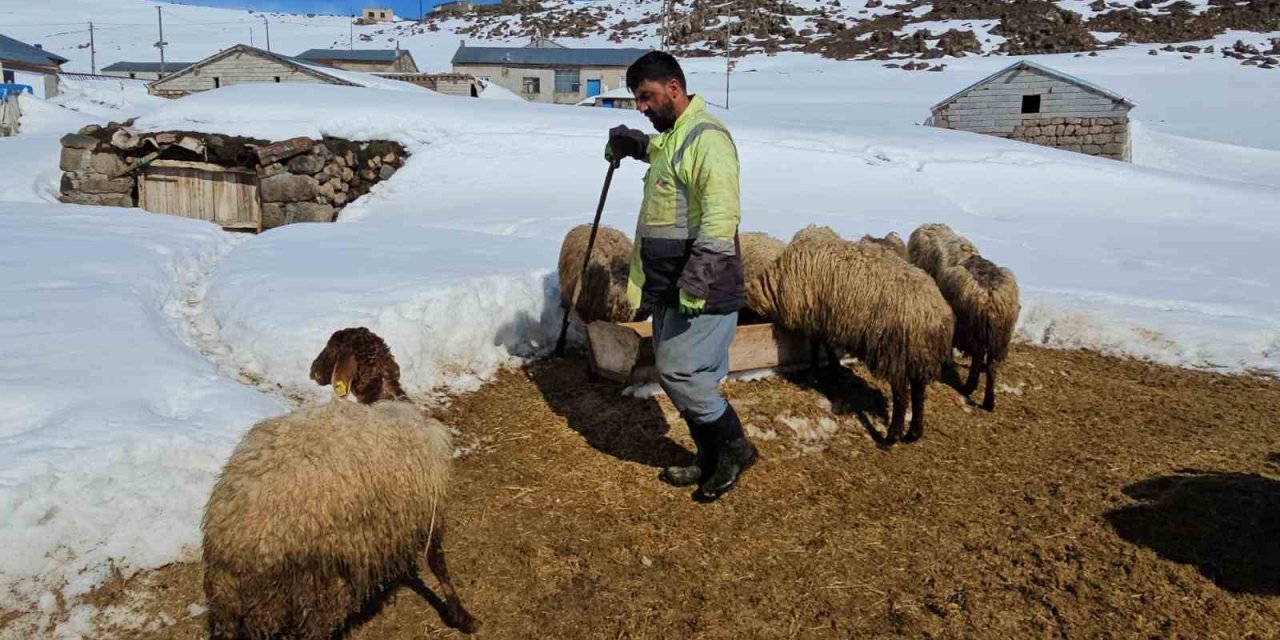 Süphan Dağı’nın eteğinde zorlu hayvancılık