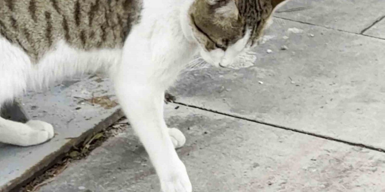 Fareden oscarlık performans: Kediden kurtuluşu ölü taklidinde aradı