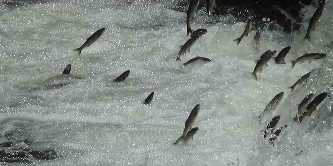 İnci kefalleri Van İl Jandarma Komutanlığı’na emanet