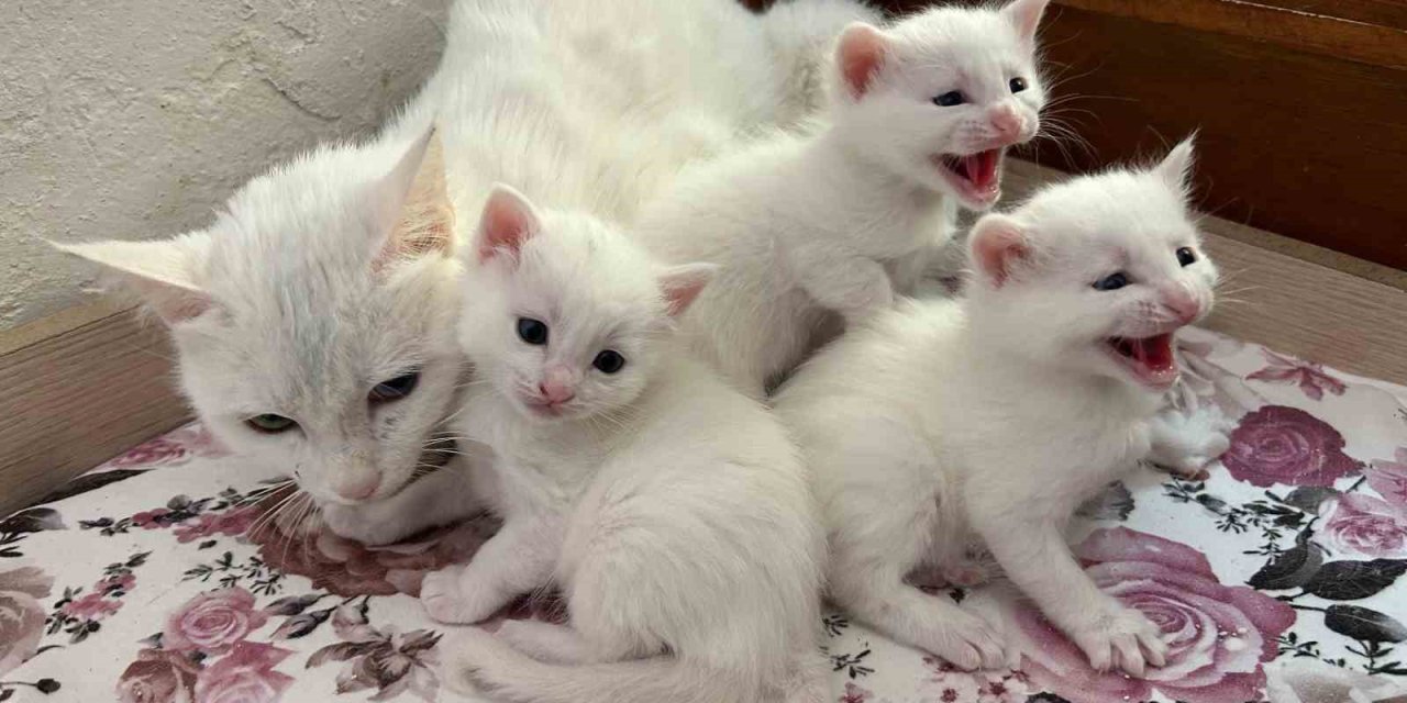 2026 yılının ilk Van kedisi yavruları doğdu