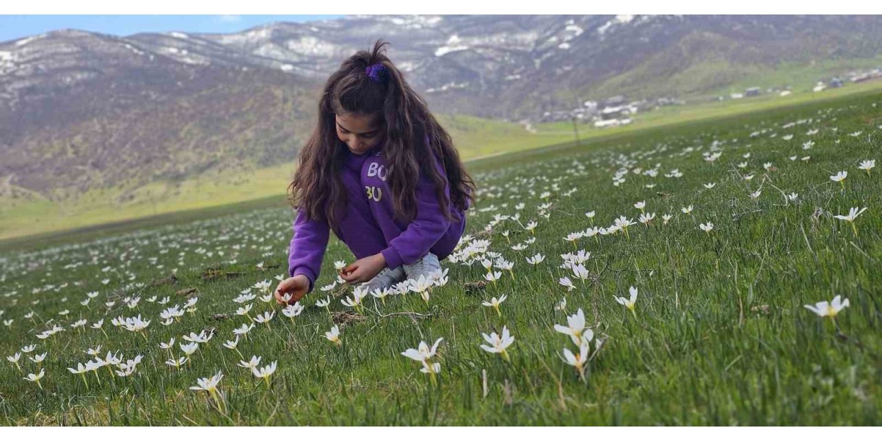 Muş Ovası çiğdemlerle renklendi