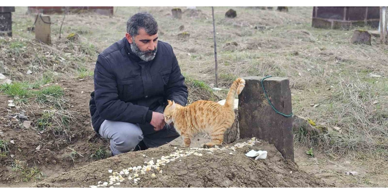 Muş’ta 9 gün önce öldürülen adamın kedileri mezarının başından ayrılmıyor