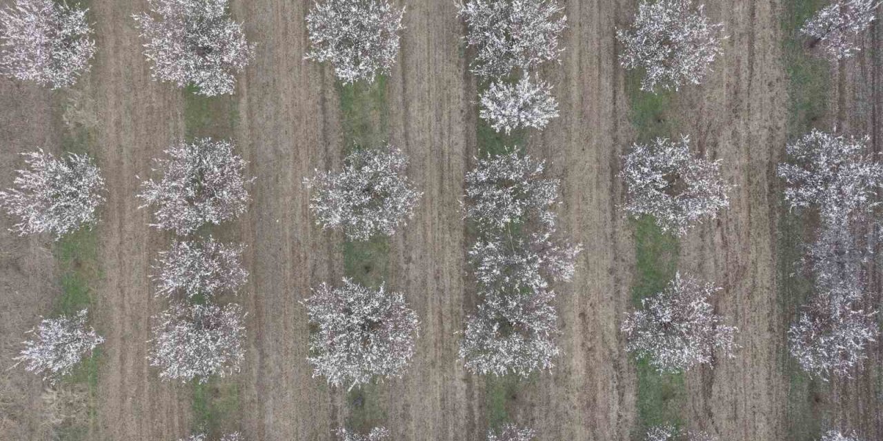 Iğdır’da kayısı ağaçları çiçek açtı, ova beyaza büründü
