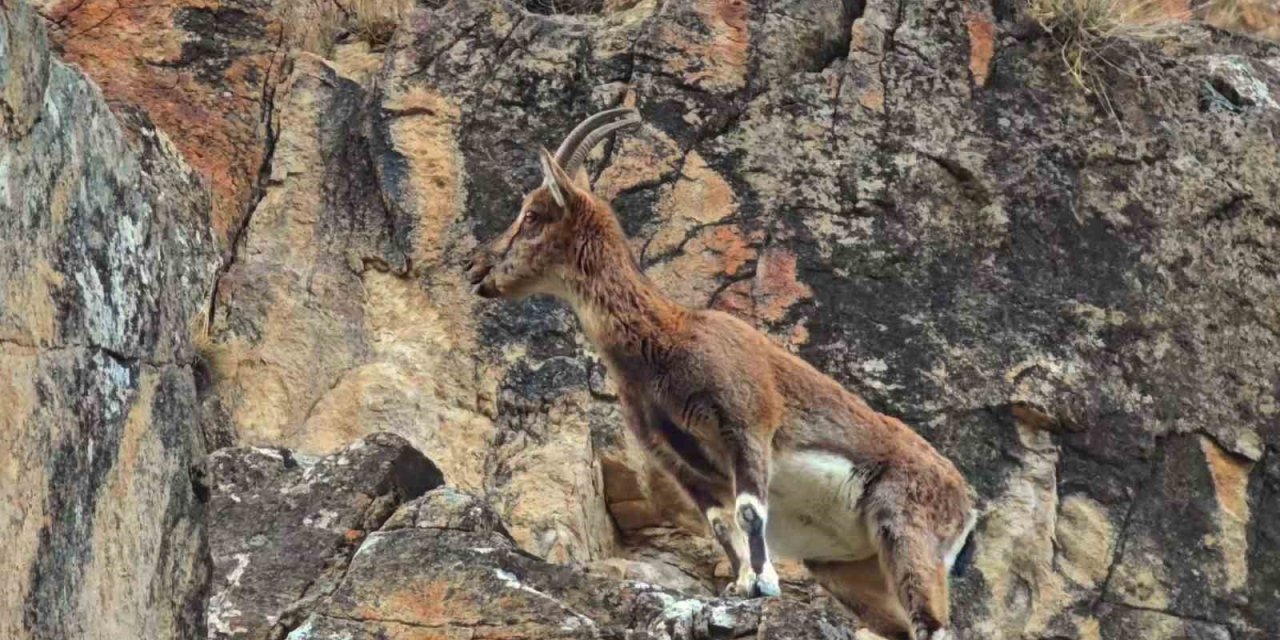Dağ keçileri otoyol kenarına indi