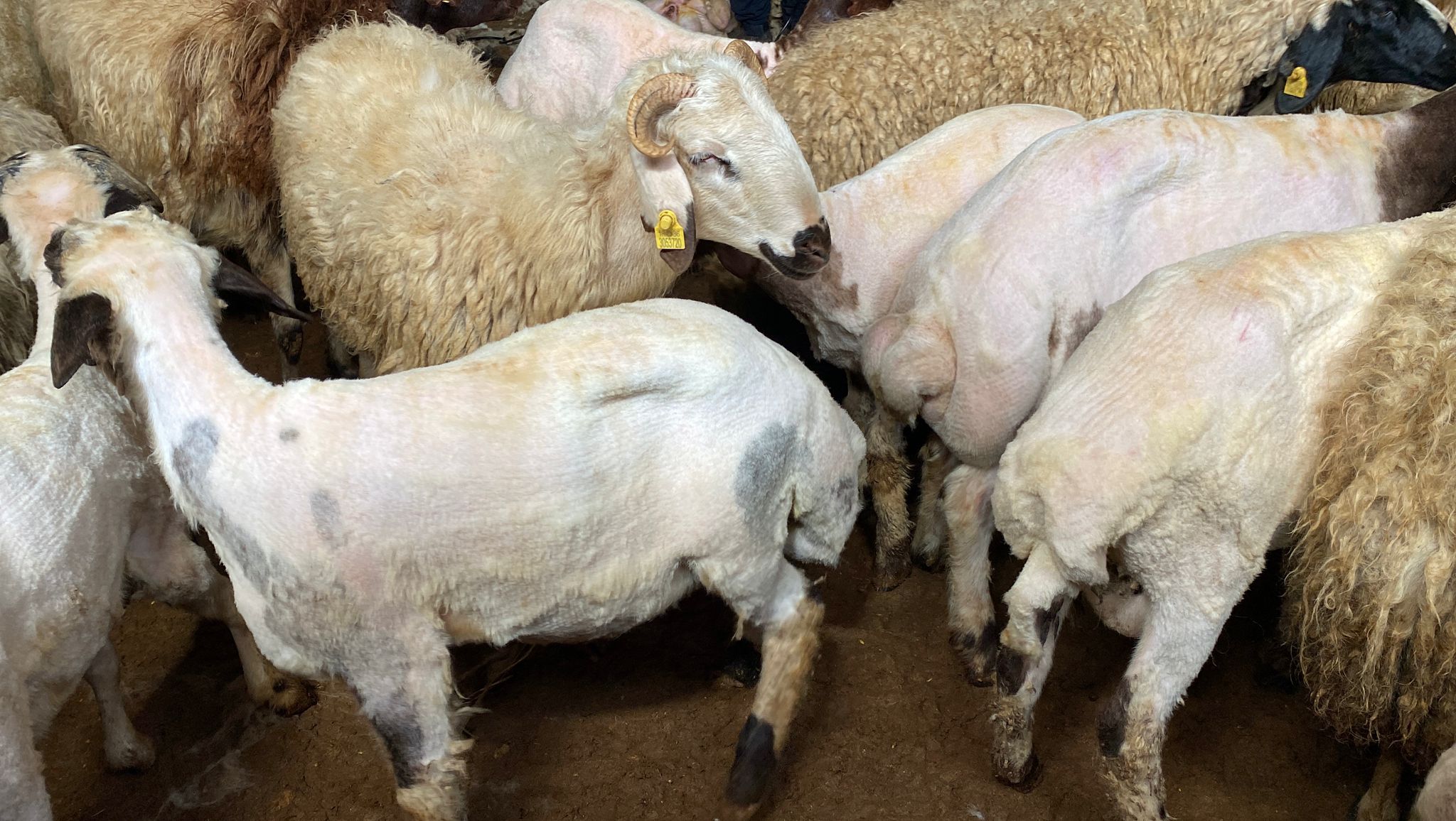 Koyun kırkmanın önemi