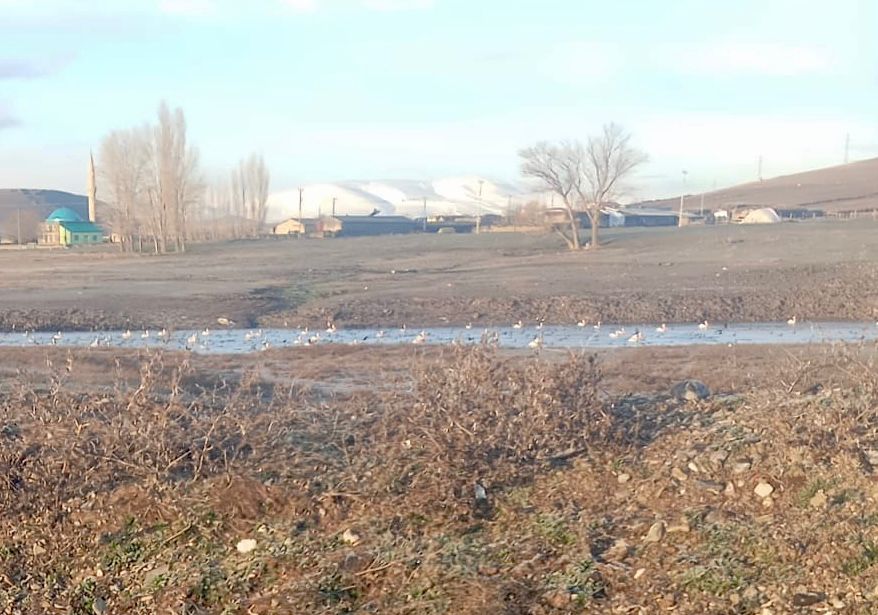 Göçmen kuşlar muhtarı sabah erken saatlerde uyandırdı