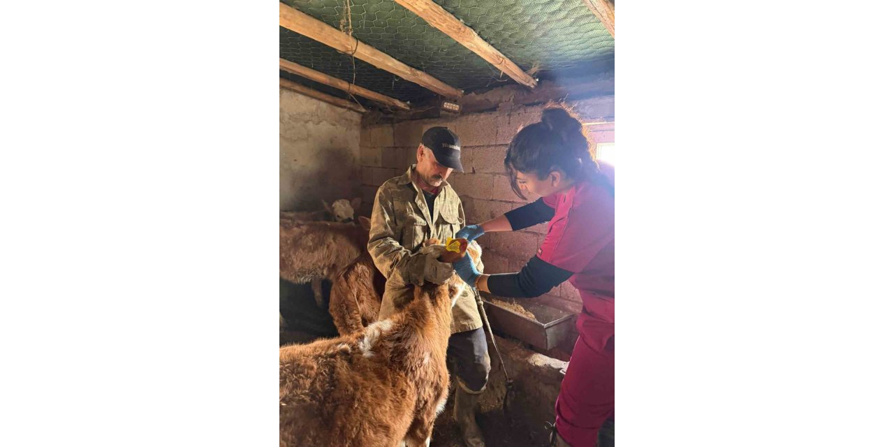 Elazığ’da şap aşılama çalışması sürüyor
