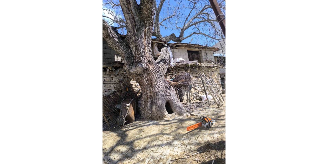 Çatak’ta ceviz ağacı ahırın üzerine devrildi