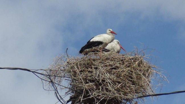 Baharın müjdecisi leylekler Kars’a geldi