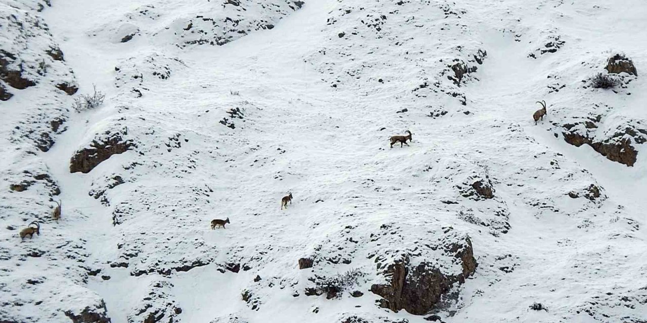 Dağ keçileri Munzur Dağlarına renk katıyor