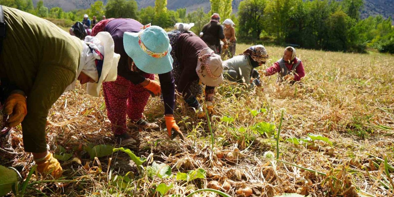 Tarım yatırımlarına yüzde 70’e varan hibe desteği