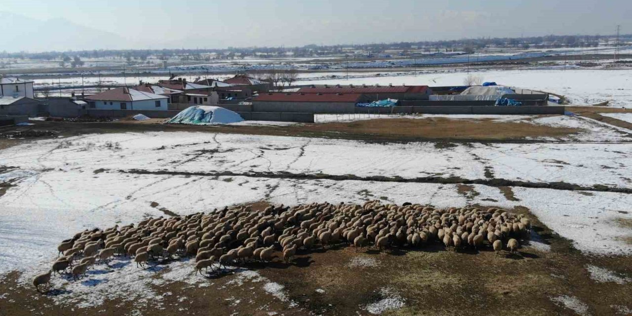 Yeni doğan kuzularla birlikte besicilerde tatlı telaş yaşanıyor