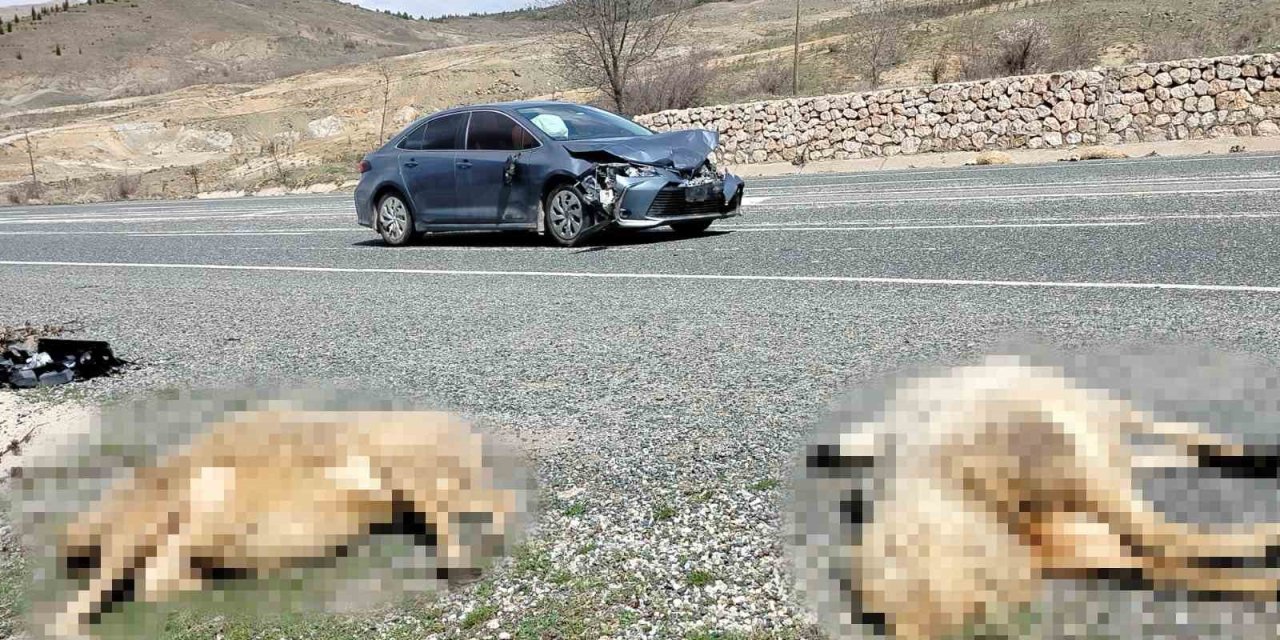 Otomobil koyun sürüsüne daldı: 9 koyun telef oldu