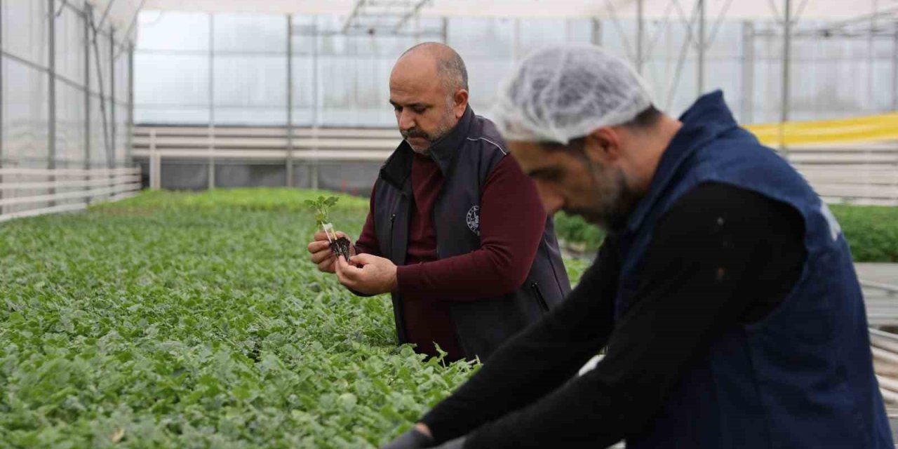 Jeotermal tesiste üretilen çiçekler, kentin renklenmesinde önemli rol alıyor