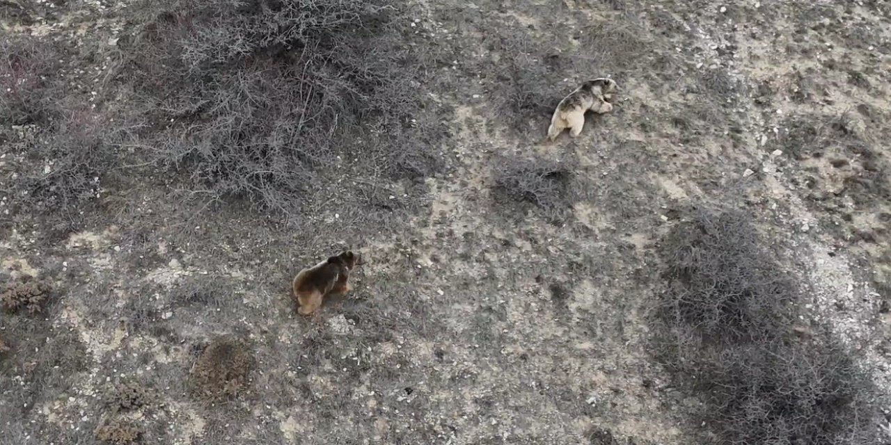 Erzincan’da kış uykusundan uyanan ayılar havadan görüntülendi