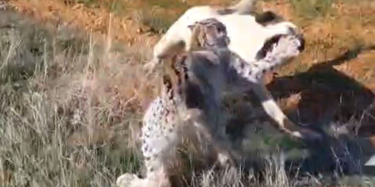 Malatya’da vaşak-köpek kavgası kamerada