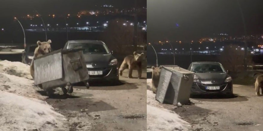 Kars’ta yerleşim bölgesine inen bozayılar çöpte yiyecek ararken görüntülendi