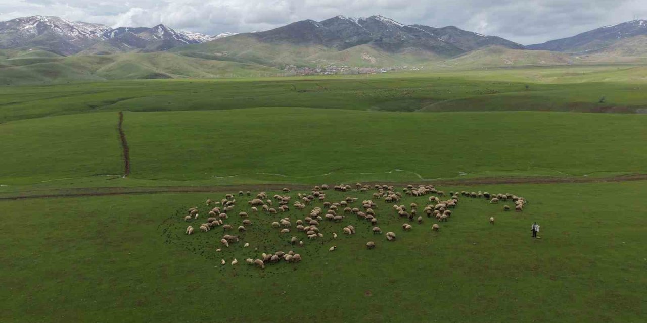 Meradaki koyunların yanına gelen sığırcık kuşları görsel şölen sundu