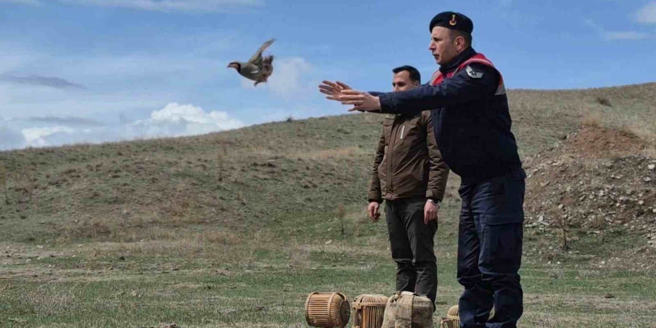 Kars’ta kaçak avcılara darbe: 51 canlı keklik doğaya kazandırıldı