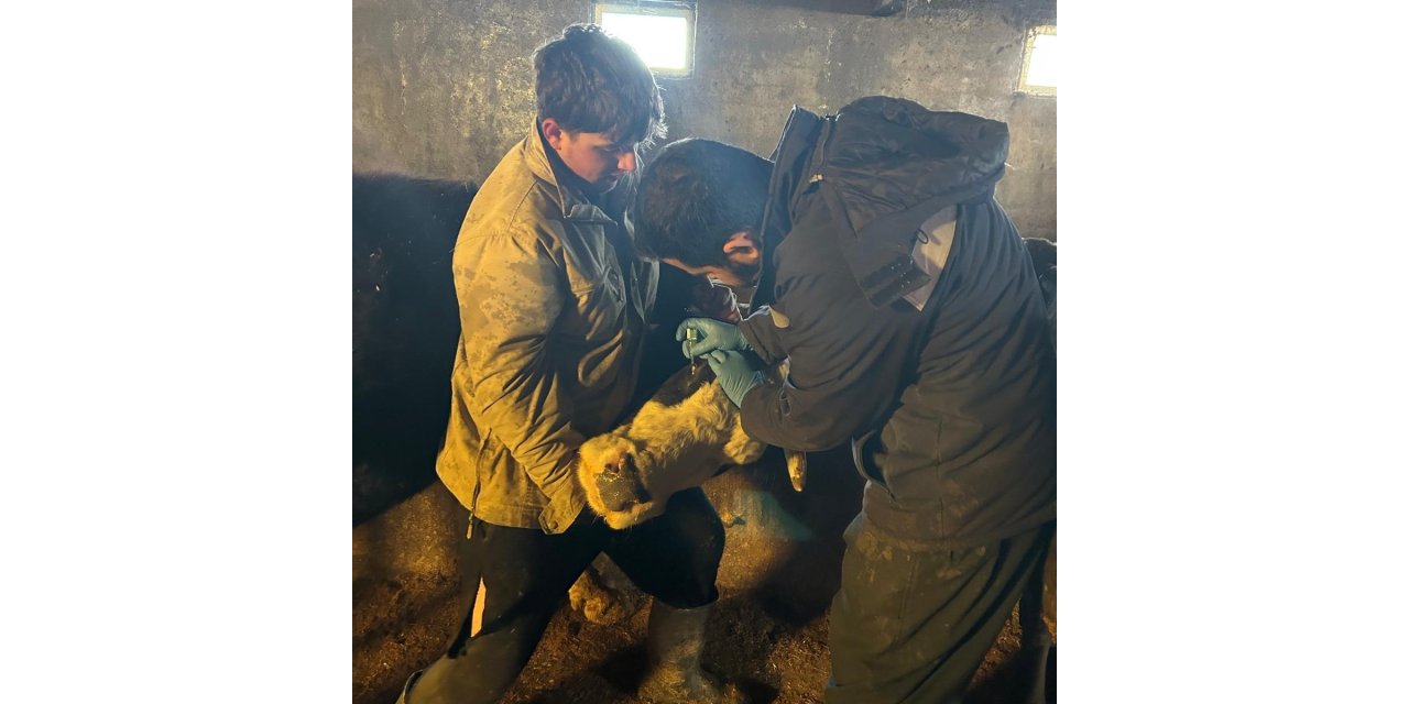 Çayırlı’da büyükbaş hayvanlara aşılama çalışması sürüyor