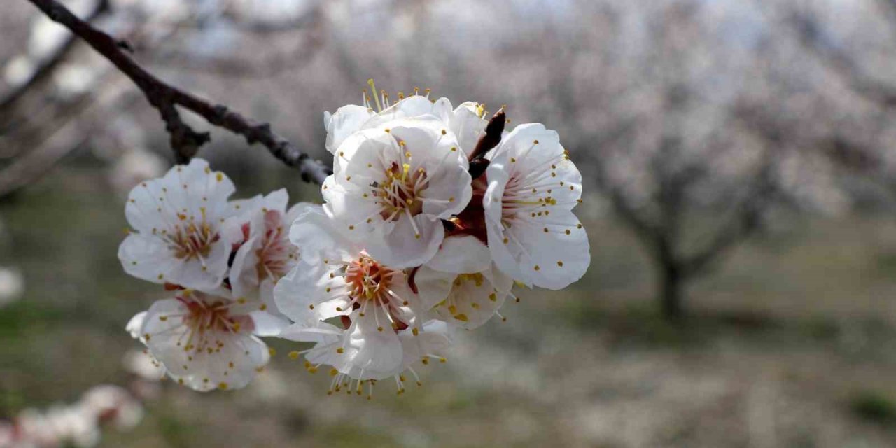 Çiçek açan ağaçların görselliği mest etti