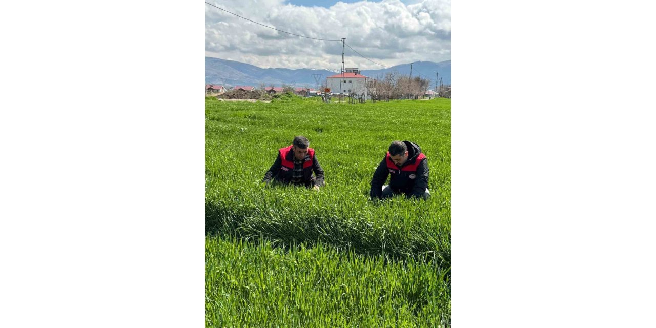 Elazığ’da hububat üreticilerine kök ve kök boğazı hastalık uyarısı